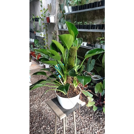 philodendron green princess