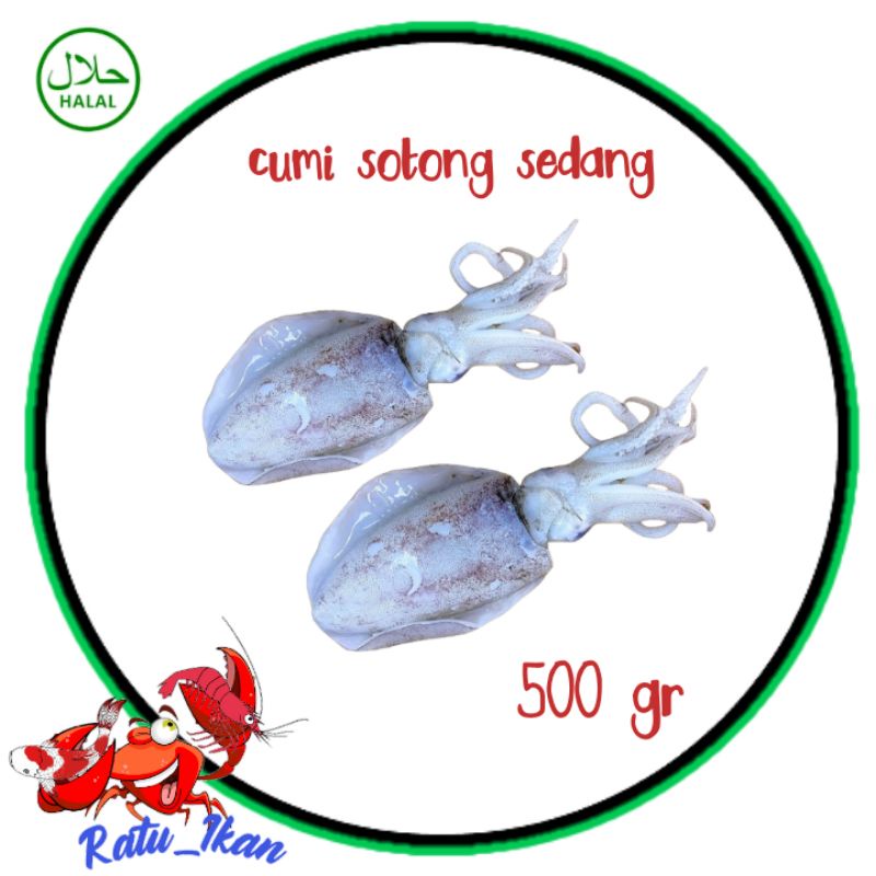 

cumi sotong sedang [500gram] ratu ikan