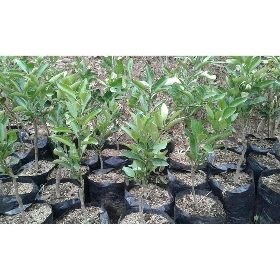 U* Bibit Buah Jeruk Dekopon Jepang #_#