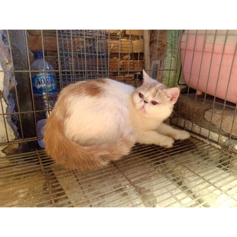 kucing persia peaknose exotic