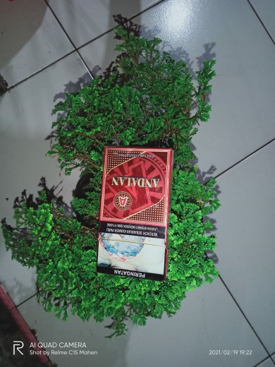 Tanaman Hias Aglonema Red Anja / Red Anjamani / Red Aglonema