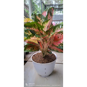 aglonema kocin hibrid rumpun