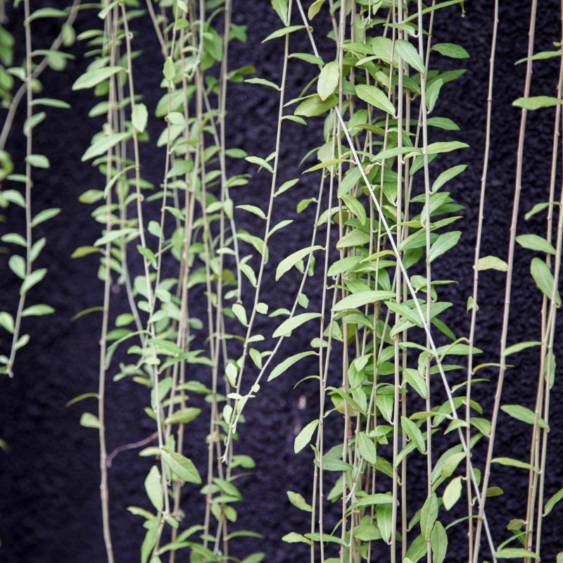 Likuanyu Merambat | Tanaman Hias Hidup