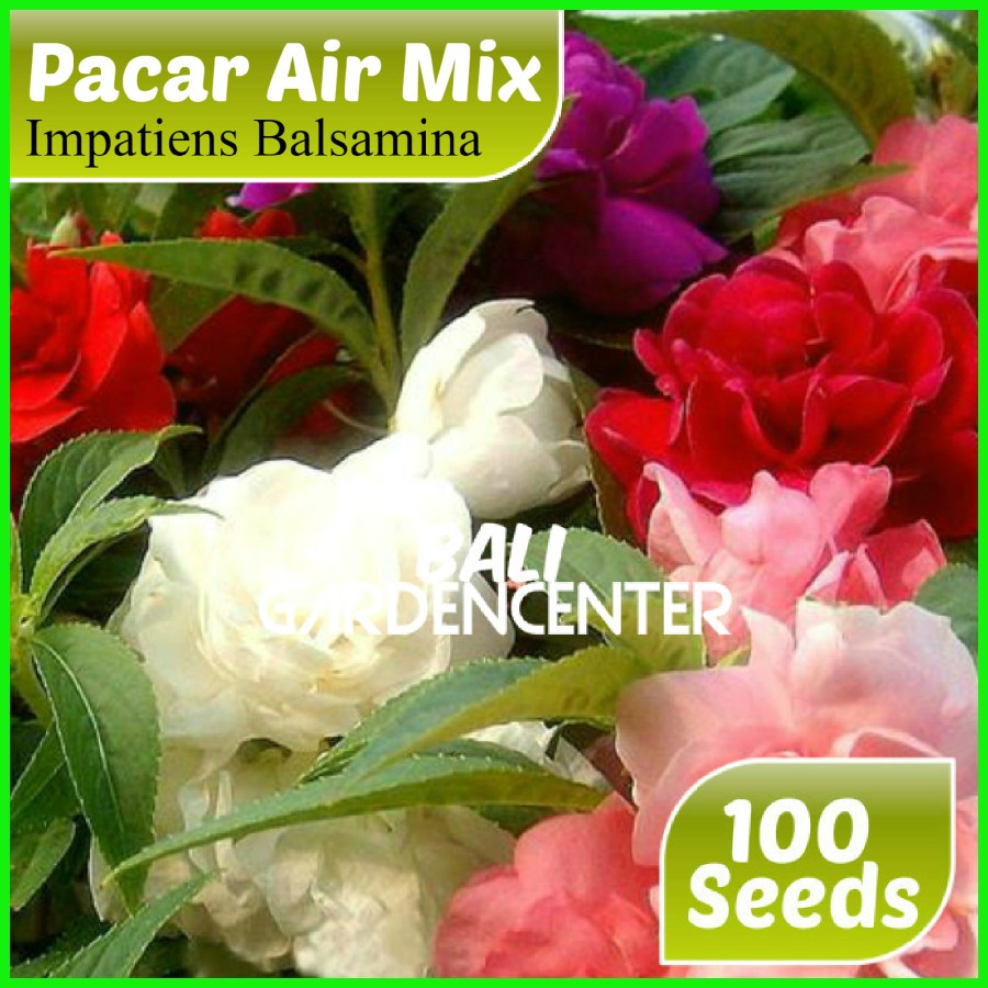 Isi 100 Benih Biji 4 Jenis Bunga Pacar Air - Pacar Air Mix