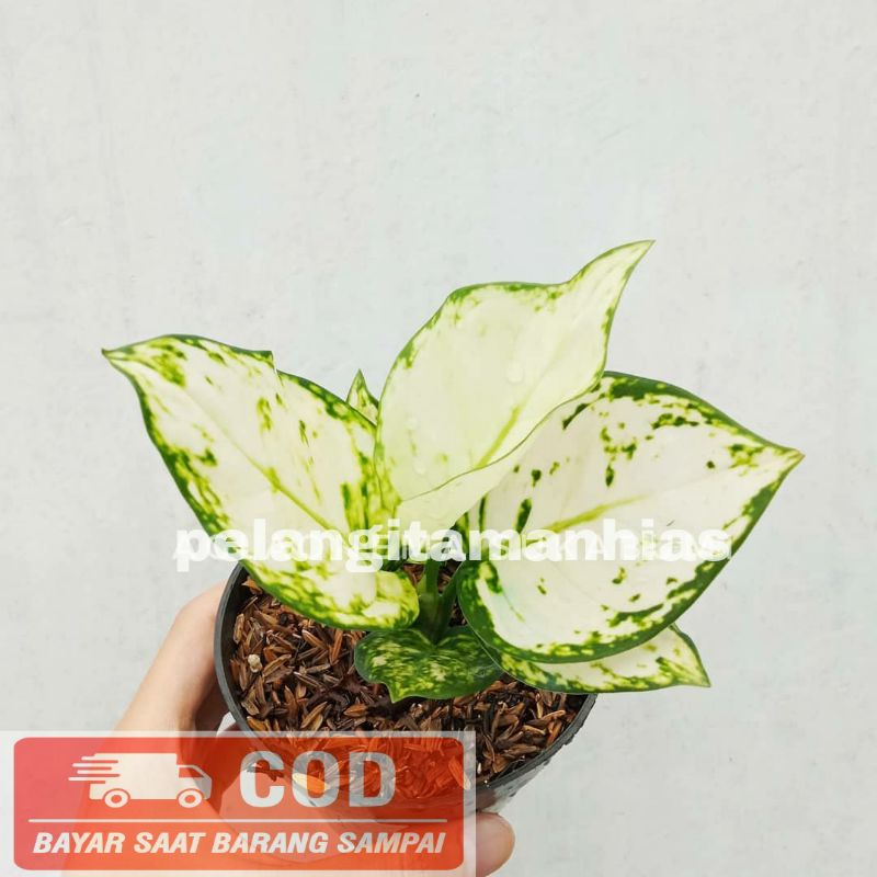 AGLONEMA SUPER WHITE BABY + POT