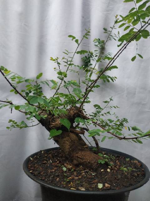 Bahan Bonsai Ileng Ileng Prospek Shopee Indonesia