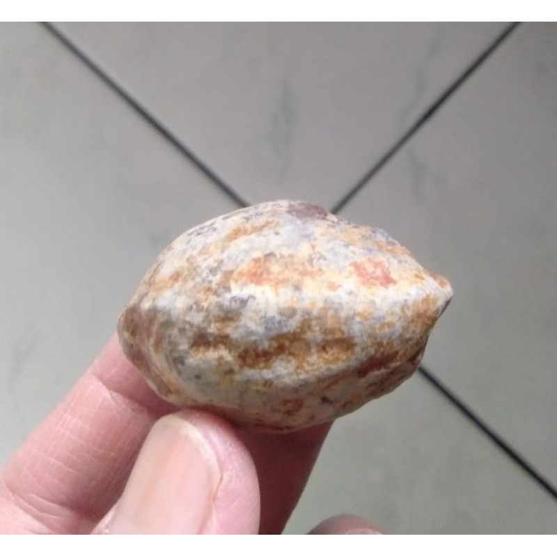 Kemiri Adu Muncang Adu Nyonyo Ori Kaliwiro