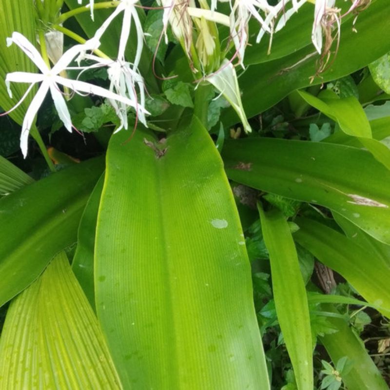 

Daun Bakung Segar 1kg