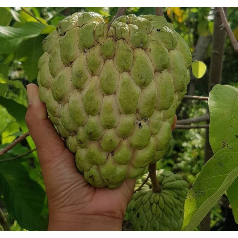 bibit srikaya jumbo 2 alpukat 2 durian 2