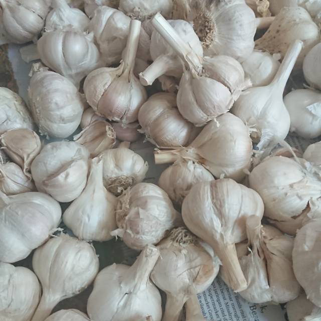 

Bawang putih kating berkualitas