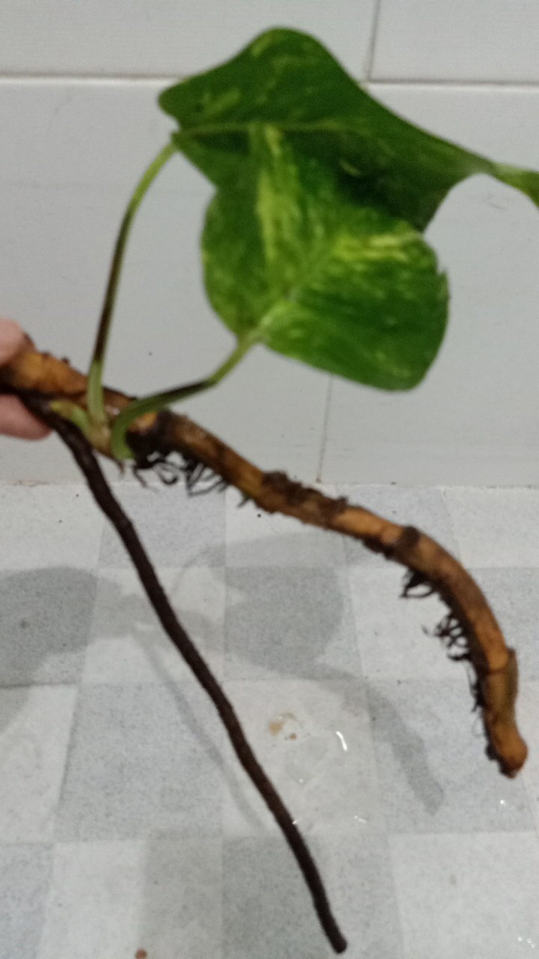 Sale ❗❗ Bibit Sirih Gading Jumbo