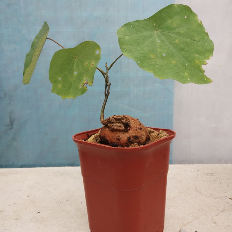 Tanaman hias Stephania venosa