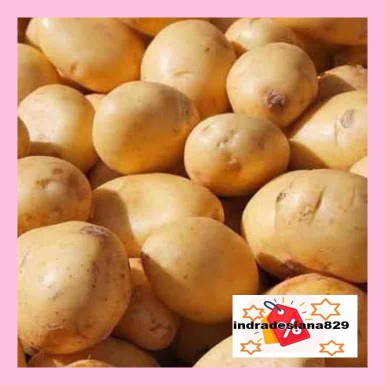 

T4Tkind Kentang Dieng / Kentang Kuning 1Kg Sotydr4
