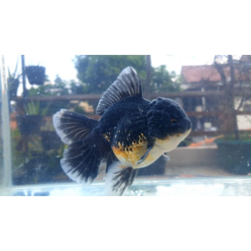 ikan mas koki oranda kirin rose tail short body