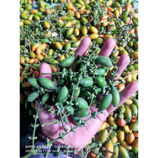 

melinjo mentah sayur asem 500 gr