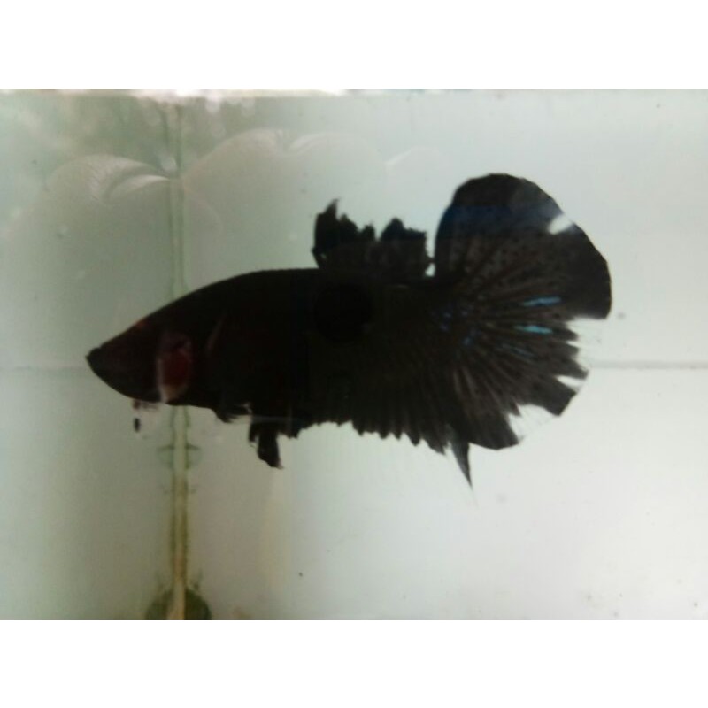 ikan cupang bahan avatar gordon ,jamina ikan sesuai pic /real100%