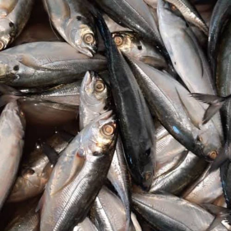 

ikan caru / ikan tegang ekor (Seafood Fresh)