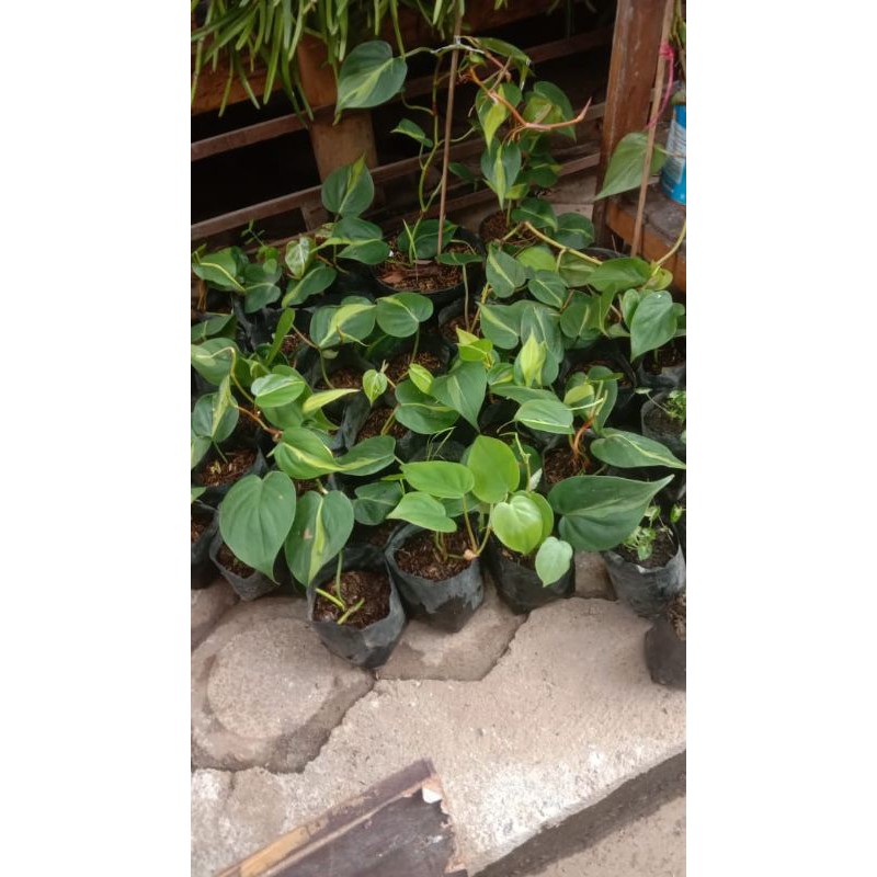Sirih brazil - Tanaman hias Philodendron Brasil / Pohon Sirih Brazil / Tanaman Gantung