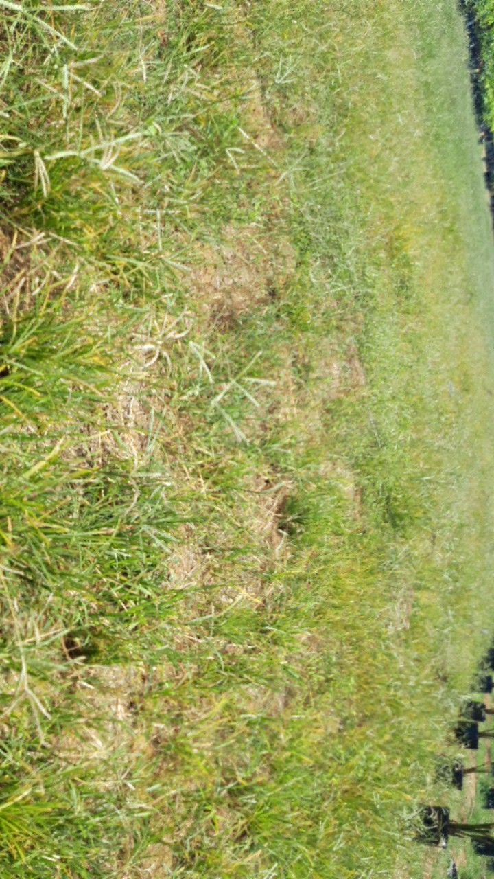 Herbisida Lulangan Grinting Fascinate 150sl 1liter