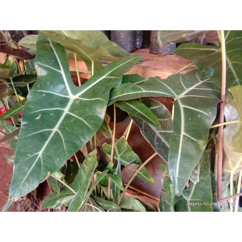 tanaman keladi kuping kelinci/keladi Amazon lokal