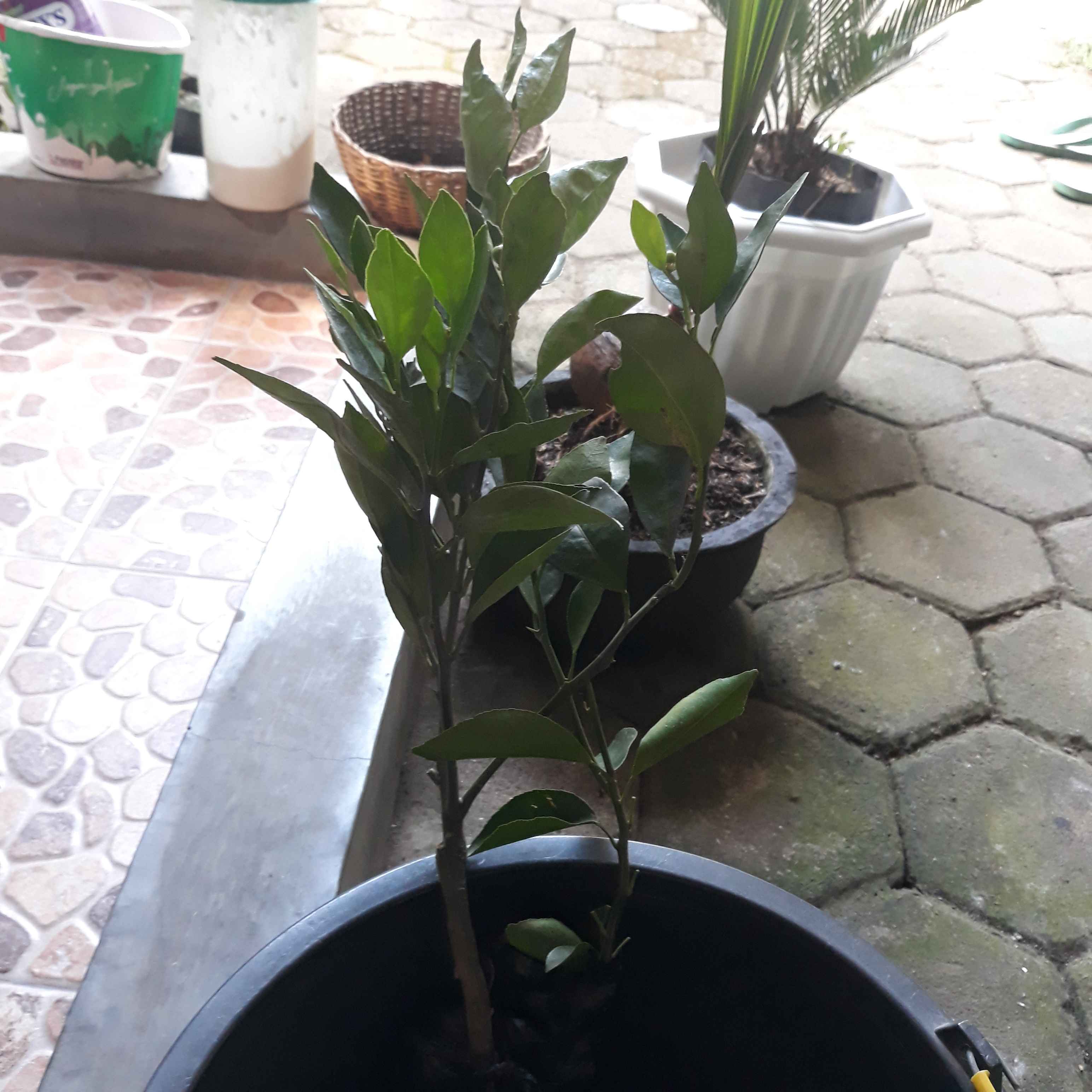 Bibit Tanaman Buah Jeruk Santang Madu Berbuah