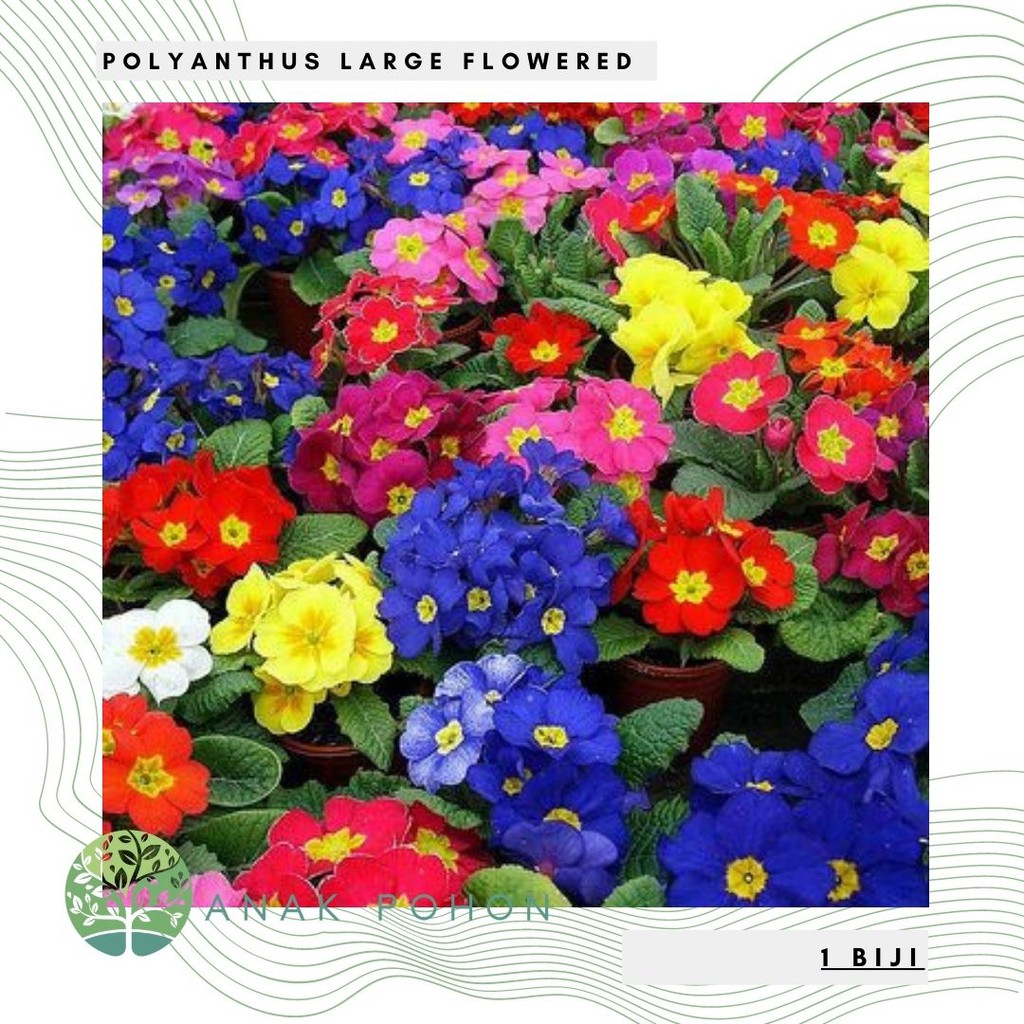 Benih Bibit Biji - Bunga Polyanthus Large Flowered (Polyanthus elatior) Mixed Flower Seeds - IMPORT