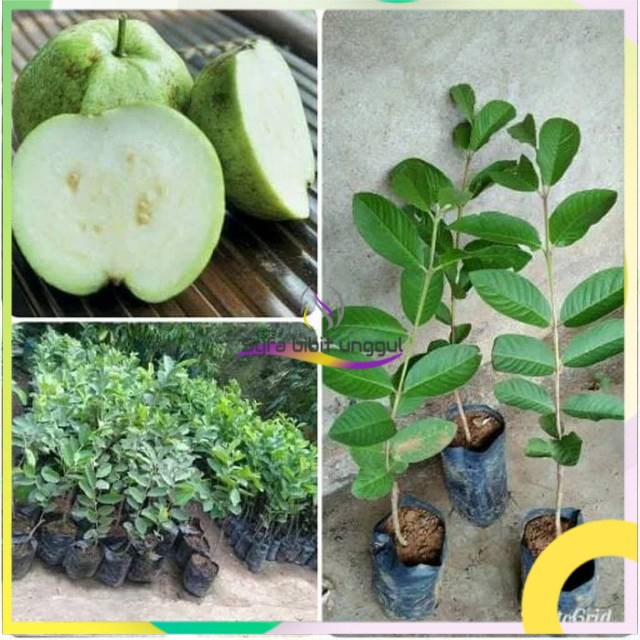 [COD] Bibit jambu kristal tanpa biji