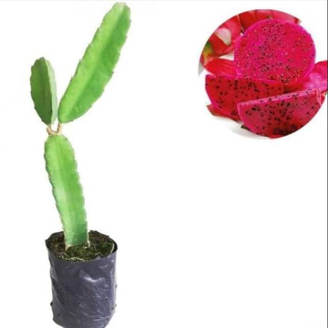 Bibit Tanaman Buah Naga Merah/Pohon Buah Naga Merah