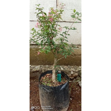 Jual Bahan Bonsai Sakura Micro Super Shopee Indonesia