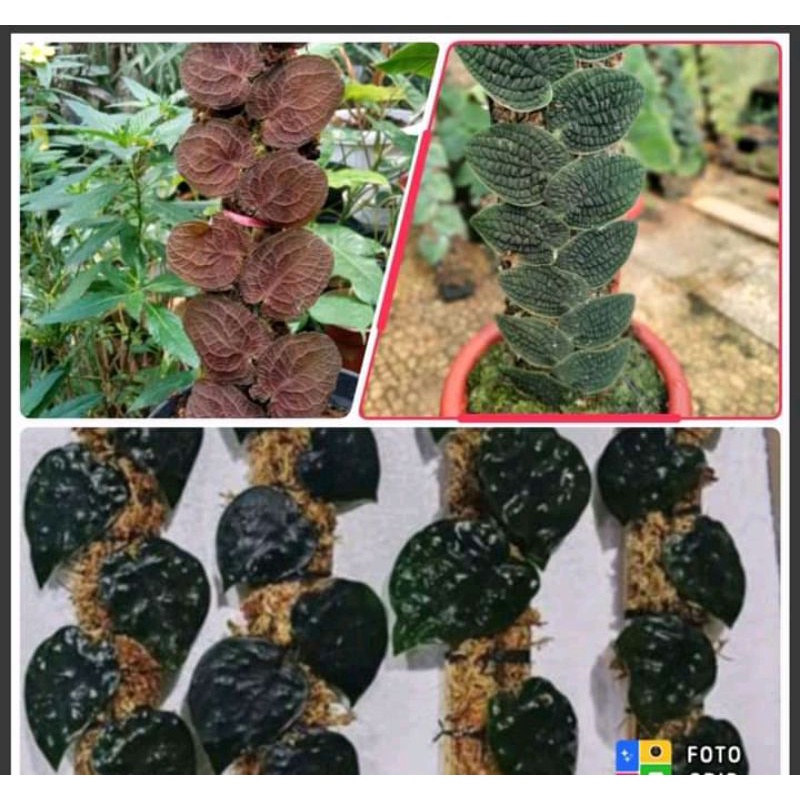 paketan SC black mamba,tenuis silver dan photos barberius