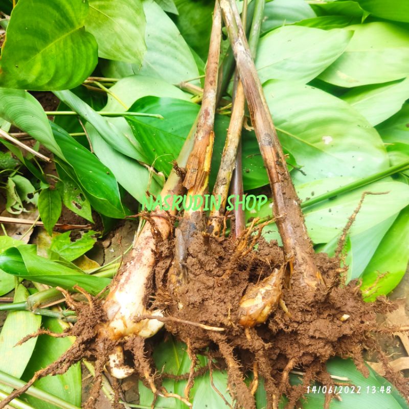 

[Fresh] BIBIT BAMBAN BANGBAN BEMBAN / BONGGOL / TANAMAN HERBAL CUCI DARAH OBAT BISUL