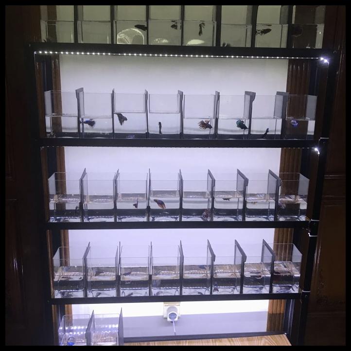 Rak Cupang Set Dengan Lampu Led