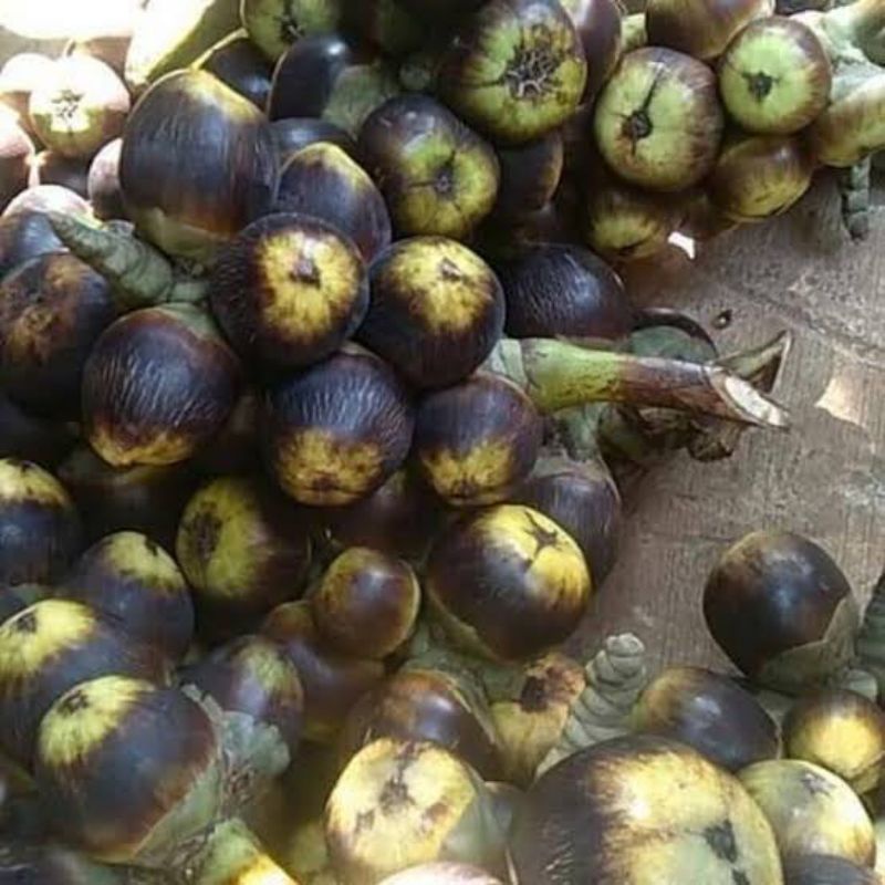 

SIWALAN / BUAH LONTAR