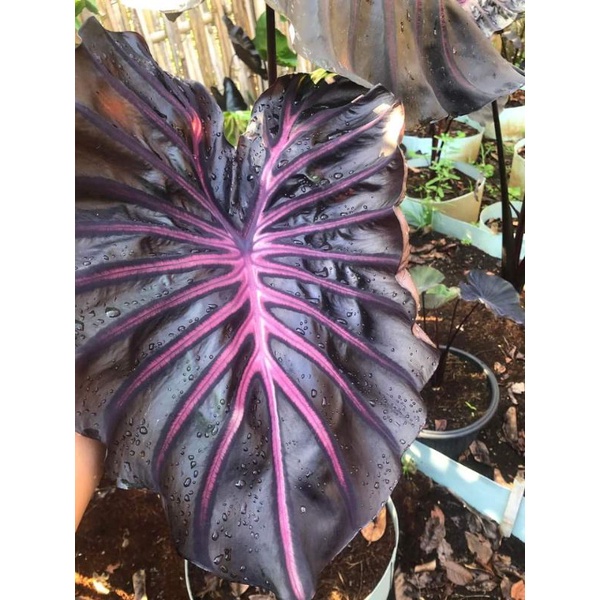 hybrid colocasia the king