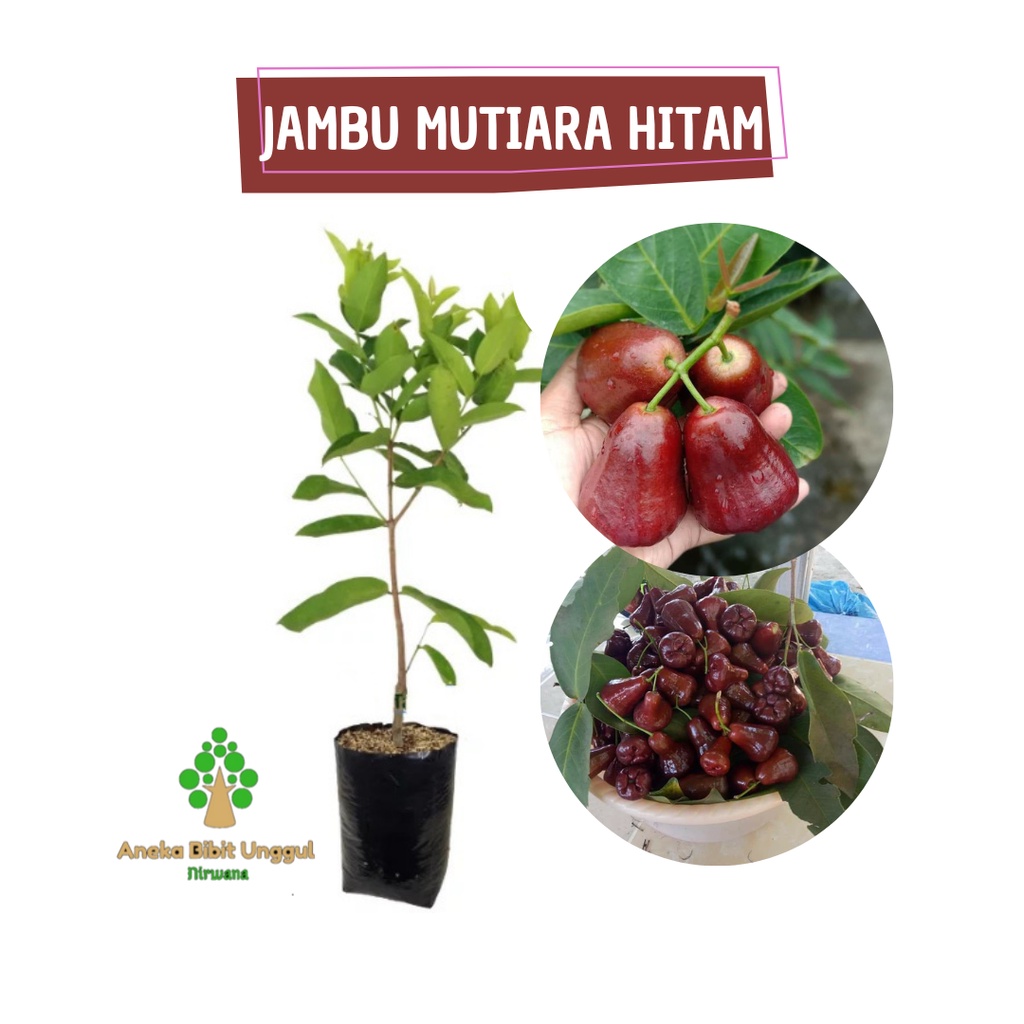 BIBIT JAMBU AIR MUTIARA HITAM - BIBIT JAMBU AIR MUTIARA HITAM - BIBIT JAMBU AIR - BIBIT JAMBU AIR MU