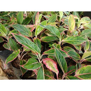 Tanaman hias aglonema  lipstick  clasik aglaonema  aglo 