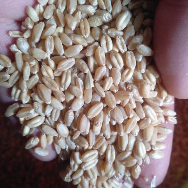 

Gandum utuh 1 Kg untuk membuat makanan