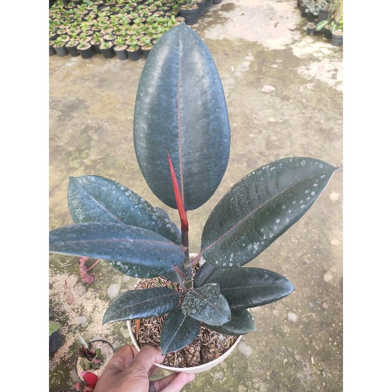 ficus elastica Ruby