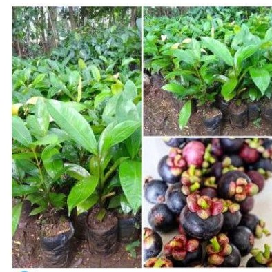 BIBIT BUAH MANGGIS(bisa COD) Tambulapot COD