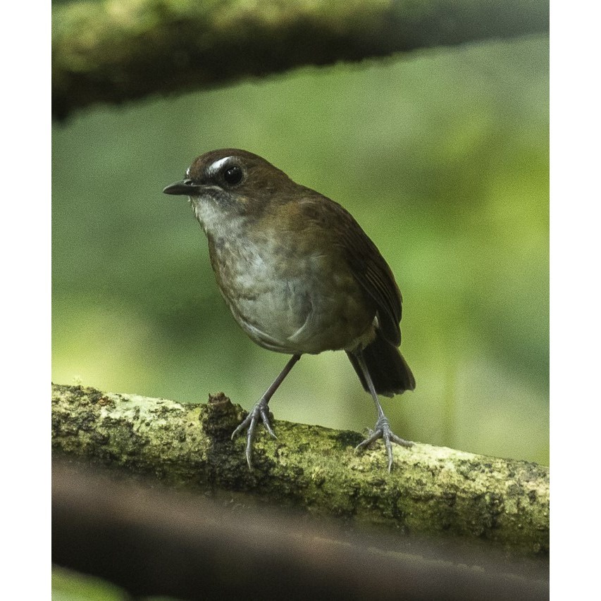 Burung Cingcoang Coklat