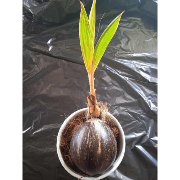 Bonsai kelapa bahan bonsai kelapa gading orange&kuning