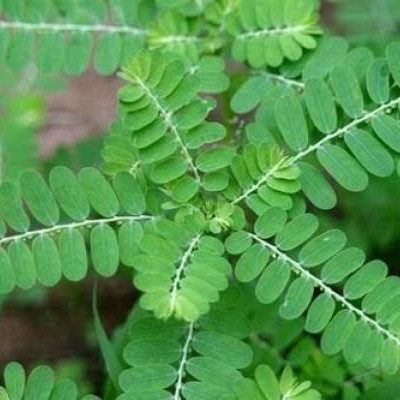

daun meniran segar herbal