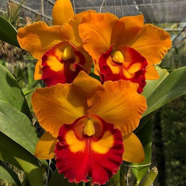 Anggrek Catleya Dewasa Orange  Bunga Besar