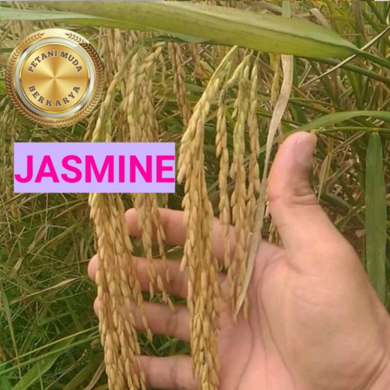 Benih Padi Jasmin India hasil banyak tahan jamur daun bakteri jahat malai panjang bulir besar pnjang