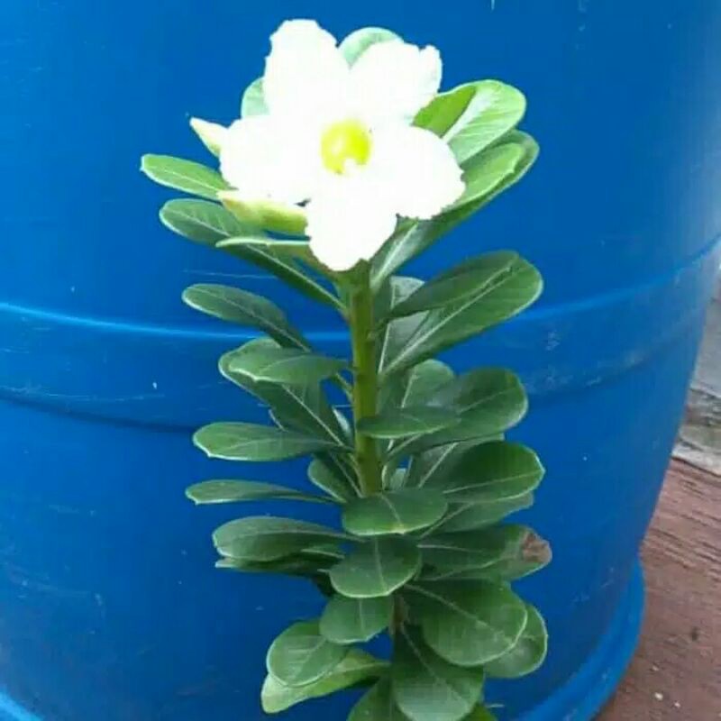 Bibit Adenium Bunga Putih Termurah