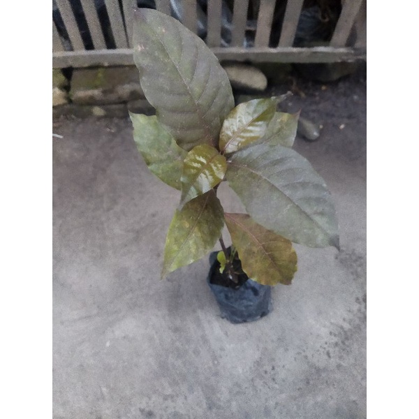 Tanaman Herbal Daun Ungu