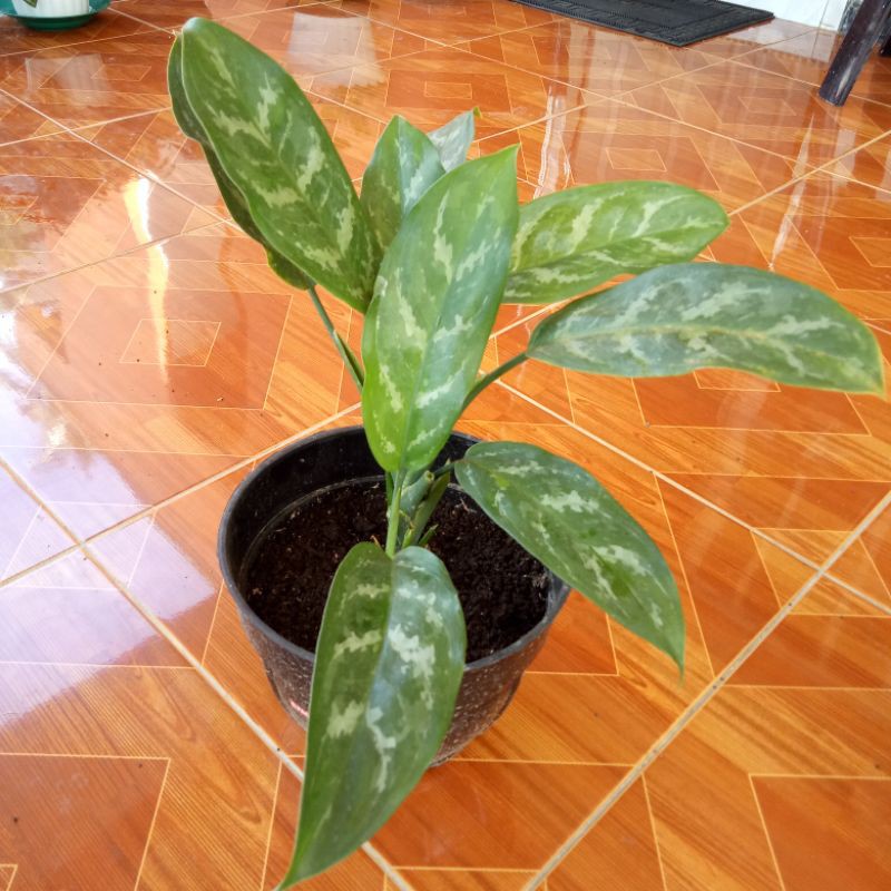Aglonema Sri rejeki