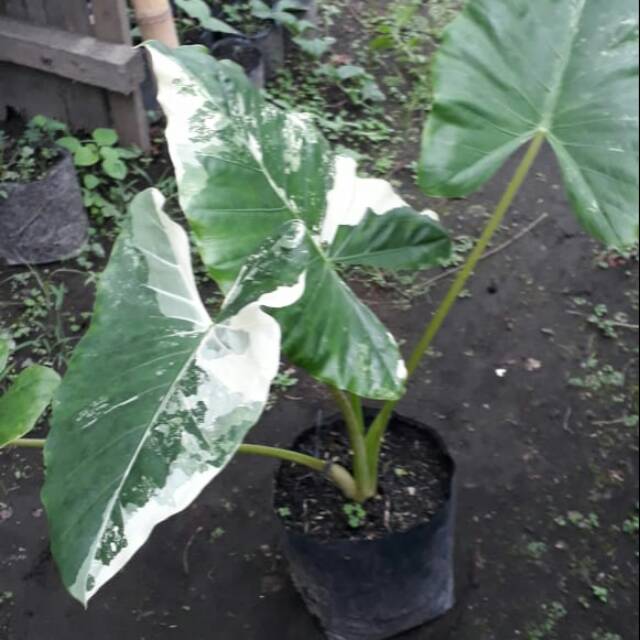 Sante/ Talas Varigata