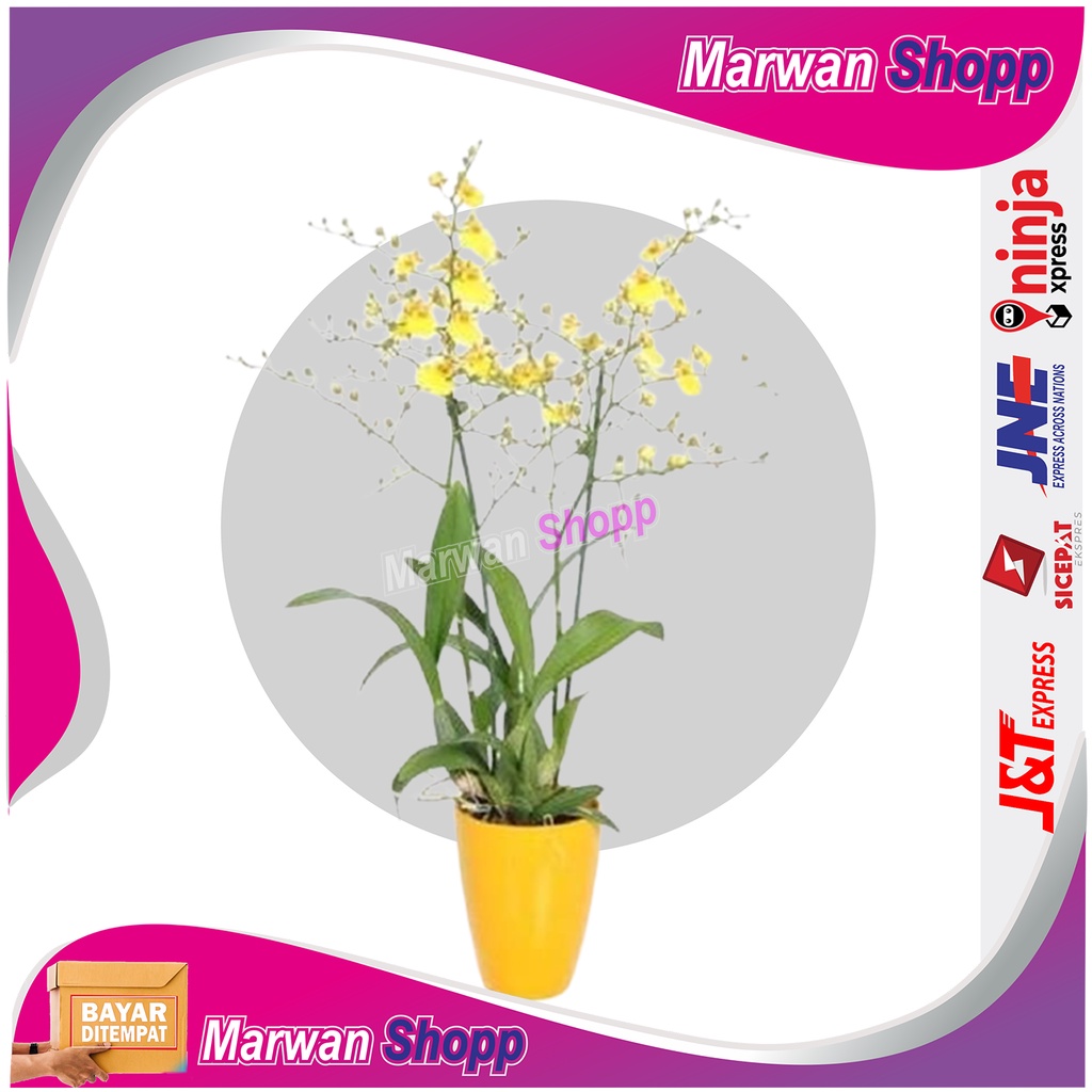 ONCIDIUM anggrek oncidium anggrek hutan cantik marwan shopp