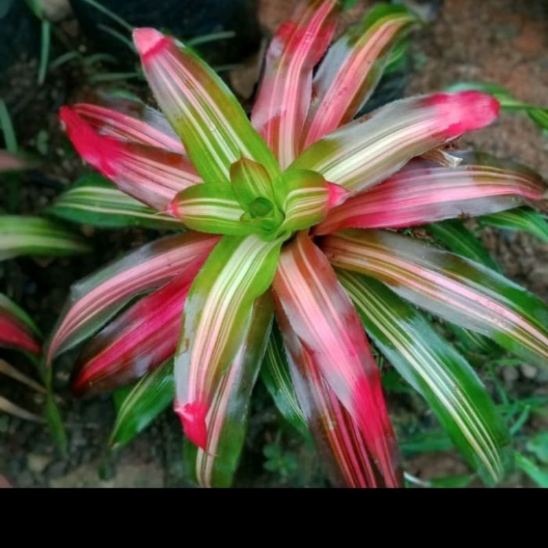 Tanaman Hias Bromelia Tricolor 10 pohon